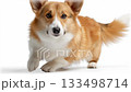 Corgi enjoys a relaxing afternoon on a cozy spot indoors 133498714