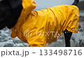 Dog enjoys splashing in the waves while wearing a bright yellow raincoat on a cloudy beach 133498716