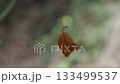 森中で落ち葉が蜘蛛の糸にぶら下がり、風がふくとくるくると回る 133499537