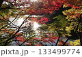 神戸布引の貯水池　紅葉と太陽の光が湖面をキラキラ輝く 133499774