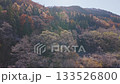 A rare combination of frost and autumn leaves in Hakuba Village, Nagano Prefecture (aerial shot by drone) 133526800