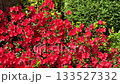 A striking mass of bright red azalea flowers contrasts beautifully with the surrounding vibrant green shrubs and foliage in a sunny garden landscape. 133527332