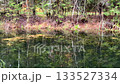 A hidden forest pond framed by evergreen branches, with dark water reflecting the dense pine woods and autumn coloured undergrowth. A moody, secluded wilderness scene. 133527334