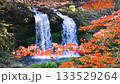 山梨縣金山瀑布秋色（榕樹） 133529264