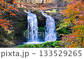 山梨縣金山瀑布秋色（榕樹） 133529265