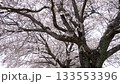 Cherry blossom tree and falling cherry blossom petals (April) Handheld Fix Slow 133553396