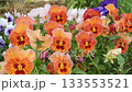 Multicolored pansies 133553521