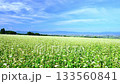 Buckwheat field time lapse 133560841