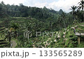 Bali Ubud - Tegalalang rice field terrace 133565289