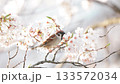 [Cherry Blossoms and Sparrows] Shonai Town (Yamagata) _ Koide Numa Rural Park 133572034