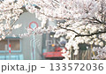 [Cherry Blossoms and Farms] Shonai Town (Yamagata) _ Koide Numa Rural Park 133572036
