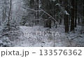 Russia Siberia snow dusted trail through dark forest, therapist leading mindful walk under tangled branches, still undergrowth and frozen footprints, hush and moody light with therapeutic calm 133576362