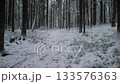 Russia Siberia Calm icy woodland with trees and animals, Peaceful winter wilderness featuring snow and animal footprints, Tranquil snowcovered forest landscape with wildlife and ranger present 133576363