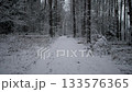 Alaska winter snowy forest path bathed in silence, gentle light through pines, crisp footprints leading into tranquil woods, lone hiker boots leaving trail, calm overcast atmosphere perfect 133576365