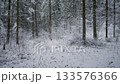 Russia snow covered pine forest floor, soft dusting on conifer branches, slender trunks rising from hoarfrost laced undergrowth, muted gray sky, deep silence and subtle winter light, ideal for nature 133576366