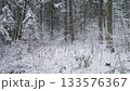 Russia Siberia Wildlife winter photography, Photographer captures images of animals thriving within snowcovered natural woodland environments during winter, Documenting wildlife amidst frozen trees 133576367