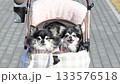 兩隻吉娃娃一起坐在狗車裡散步 兩隻吉娃娃一起坐在狗車裡散步 133576518