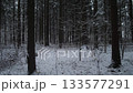 Oregon Blue tinted pine forest at twilight, tall columns of trunks, sparse lower branches, thin snow blanket on ground, subtle lensfriendly contrast 133577291