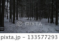 Oregon Dark pine forest at dusk, narrow corridor, low light, long vertical trunks, scattered snow, dense understory, tense mood suited for thriller or suspense scenes 133577293