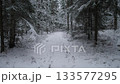 Alaska winter snowy trail winding through dense pines, scattered footprints and frosted branches, wildlife photographer framing composition, subtle overcast light and crisp cold air, ideal footage 133577295
