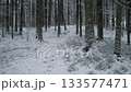 Oregon snow covered pine forest at dawn, soft pale light filtering through tall trunks, frost carpet on ground, narrow animal trail, hushed cold atmosphere perfect for contemplative nature footage 133577471