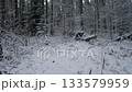 Snow covered clearing with fallen log, stump and sapling silhouettes dusted in fresh frost, crystalline undergrowth and tangled branchwork create quiet pristine scene, ideal backdrop 133579959