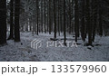 Snow covered pine forest at dusk, tall conifers casting long shadows over powdery ground, collapsed branches and stumps scattered, cold moody atmosphere ideal for cinematic b-roll, solitude 133579960