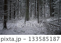 wintry woodland scene, clearing with snow and fallen branches, sparse snow patch amid low tree limbs and hush, open snowcovered space with scattered logs in soft winter light 133585187