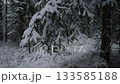 frosty pine branches with snow, muted winter landscape showcasing heavy frosted greenery and tranquility, intimate view of icy pine boughs and serene winter wilderness atmosphere 133585188