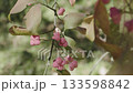 Flowers of european common spindle 133598842