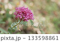 Flowering plant of red valerian 133598861