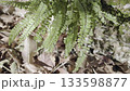 Green fern, maidenhair spleenwort 133598877