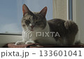 Cat resting on windowsill in sunlight 133601041