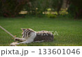 Cat playing with toy in sunny garden 133601046