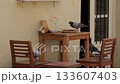 Pigeons Sharing Leftover Octopus at Outdoor Tapas Bar Table 133607403