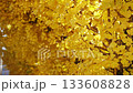 風に揺れる銀杏の枝と落ち葉 風に揺れる銀杏の枝と落ち葉 133608828