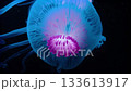 Mesmerizing jellyfish glows blue and magenta in the dark ocean, drifting gracefully. Abstract underwater marine biology background. Mesmerizing jellyfish glows blue and magenta in the dark ocean, drifting gracefully. Abstract underwater marine biology background. 133613917