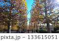 公園裡一條步道，四周環繞著色彩繽紛的秋葉。 133615051