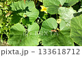 Pumpkin flower and broad leaves in a home garden top view gentle motion clip for organic gardening and garden blogs works as b roll and background natural light and texture 133618712
