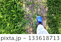 POV garden walk blue clogs step on a wooden path top view rhythm of footsteps active lifestyle content for fitness apps and health brands with a calm vibe 133618713