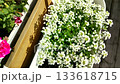 Balcony garden white sweet alyssum in a planter top view gentle camera movement plant care watering and trimming clip for seed and fertilizer brands and how to videos 133618715
