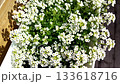 Balcony garden white sweet alyssum in a planter top view gentle camera movement plant care watering and trimming clip for seed and fertilizer brands and how to videos 133618716