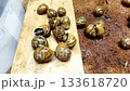 Wet land snails on a wooden board and coir mat moving and being sorted on a farm macro top view edible escargot for food and skincare ingredient natural footage video no people 133618720