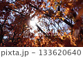 The sun sparkling behind the autumn leaves 133620640