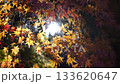 The sun sparkling behind the autumn leaves 133620647