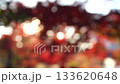 Autumn scenery with red leaves - out of focus image 133620648