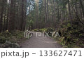 Forest Mountain Trail in Tatra Mountains Scenic Nature Travel Clip in 4K 133627471