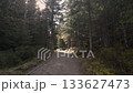 Forest Mountain Trail in Tatra Mountains Scenic Nature Travel Clip in 4K 133627473