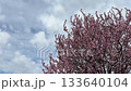 Spring blossom sakura tree against cloudy sky in April. 133640104
