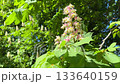 Spring blossom horse chestnut tree Aesculus hippocastanum. 133640159